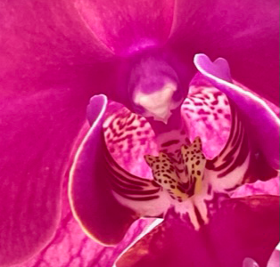 Picture of Flower, Plant, Orchid, Petal