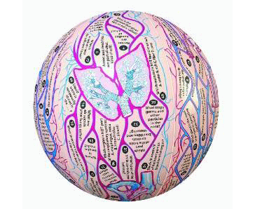 Clever Catch Training Ball, Anatomy < simulaids #7001 