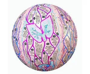 Clever Catch Training Ball, Anatomy