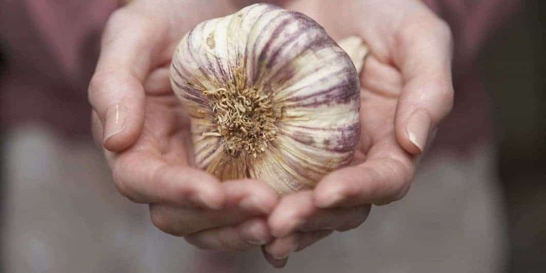 Garlic Hair Loss Remedy