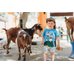 Picture of Shorts, Boy, Child, Male, Person, Portrait, Livestock, Animal, Cow, T-Shirt