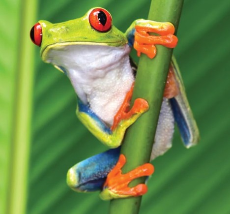 Picture of Amphibian, Animal, Frog, Wildlife, Tree Frog