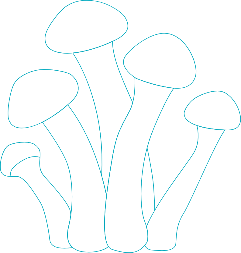 "Simple line drawing of mushrooms illustration