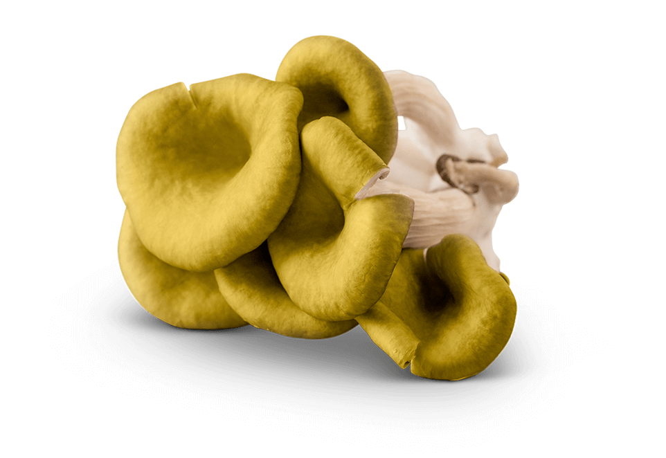 Image of Yellow Oyster