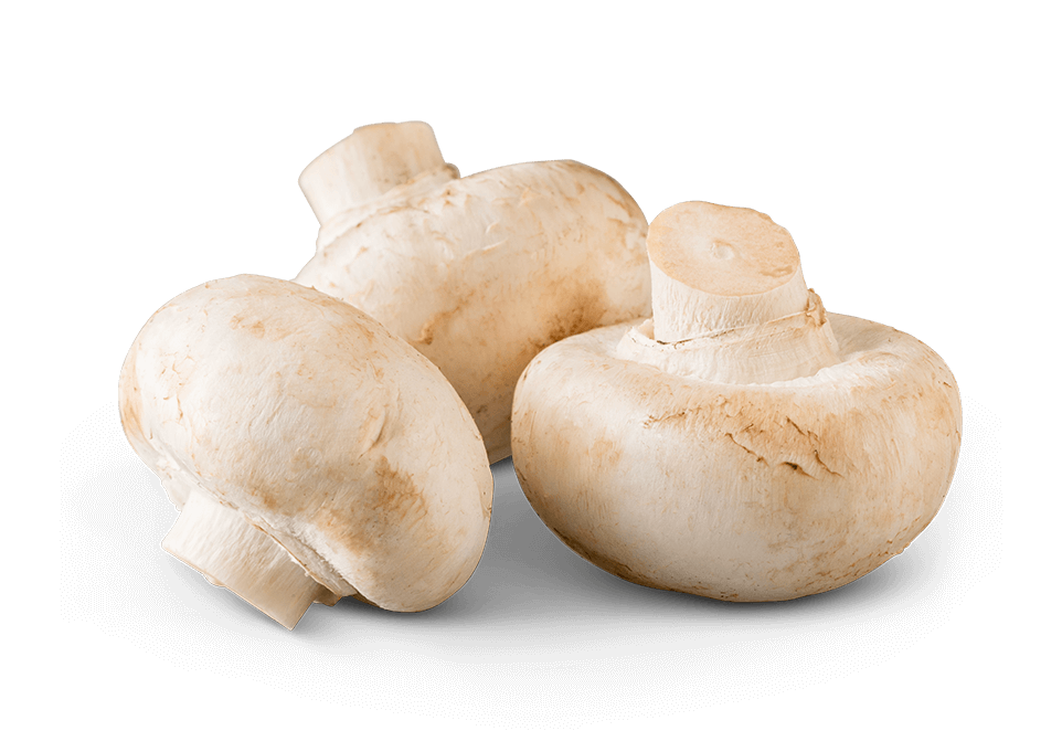 Image of Agaricus Bisporus