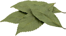 Guayusa extract illustration