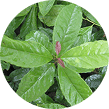 Green herbal leaf ingredient image used in natural wellness and energy support supplements