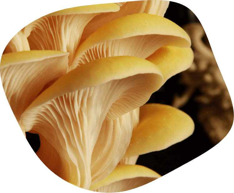 Yellow oyster mushrooms close-up showing gills and caps