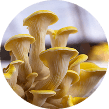 Fresh golden oyster mushrooms clustered together, circular crop