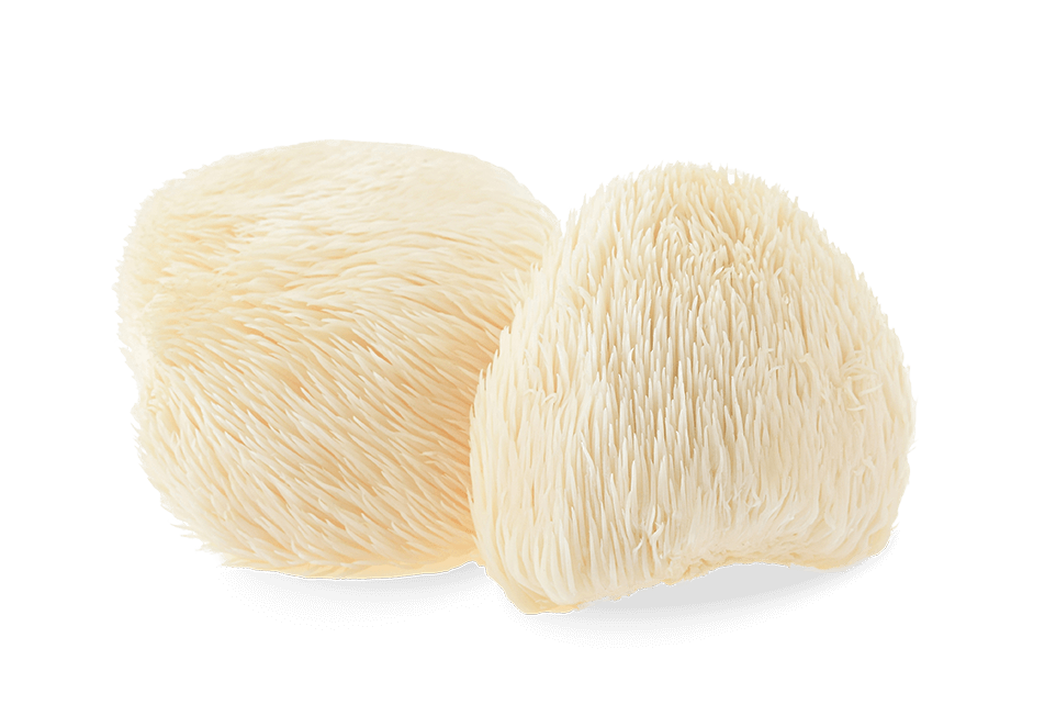 Image of Lion's Mane