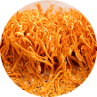 Cordyceps mushroom extract ingredient image for endurance and energy support supplements