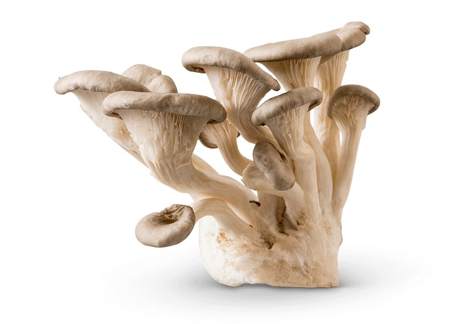 Image of Grey Oyster