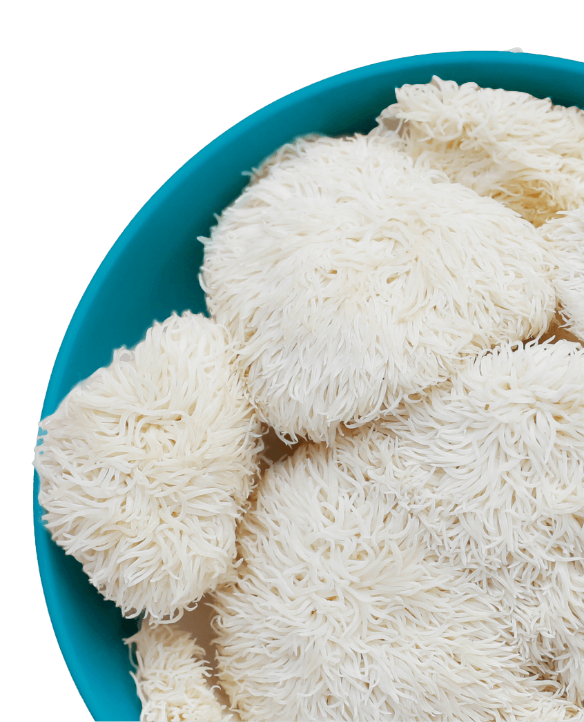 A bowl of Lion's mane mushroom