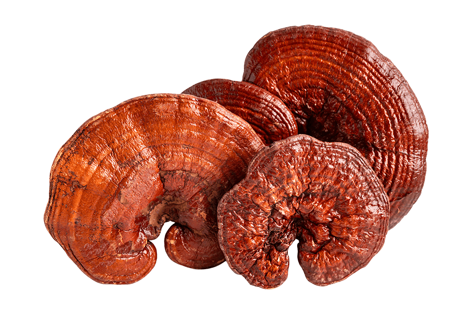 Image of Reishi