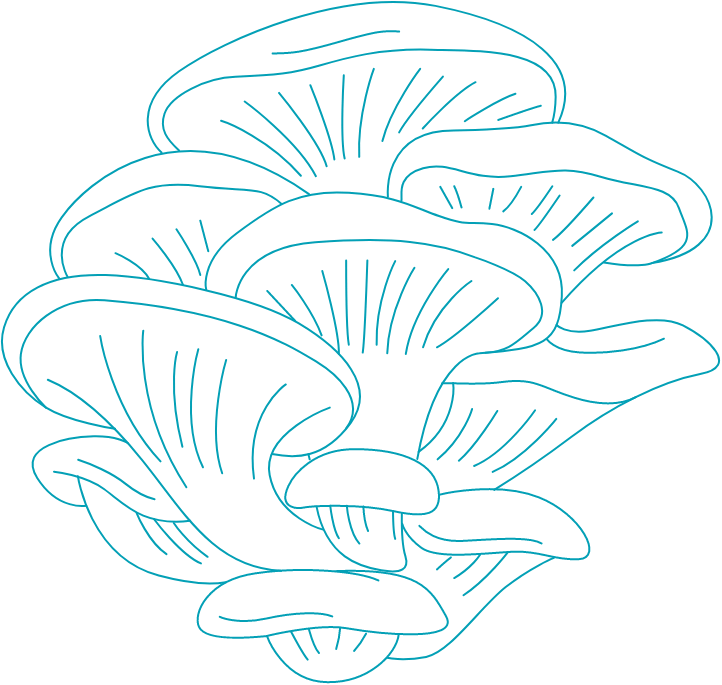 Oyster mushroom cluster line drawing illustration