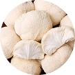 Fresh whole lion's mane mushroom, circular crop