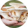 Fresh oyster mushrooms held in hands, showcasing natural gourmet edible fungi