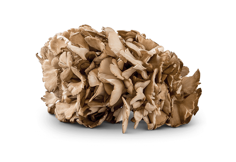 Image of Maitake