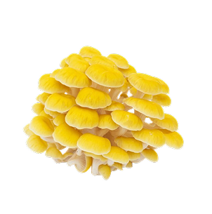 Yellow oyster mushroom