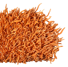 Cordyceps mushrooms