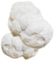 Lion's mane mushroom