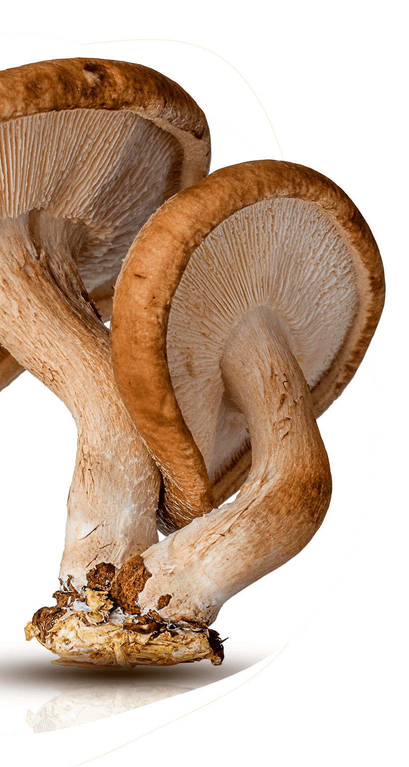 Close-up of fresh shiitake mushrooms on a white background.