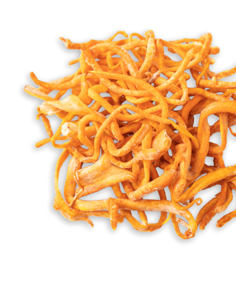 Dried Cordyceps militaris mushroom strands on white background