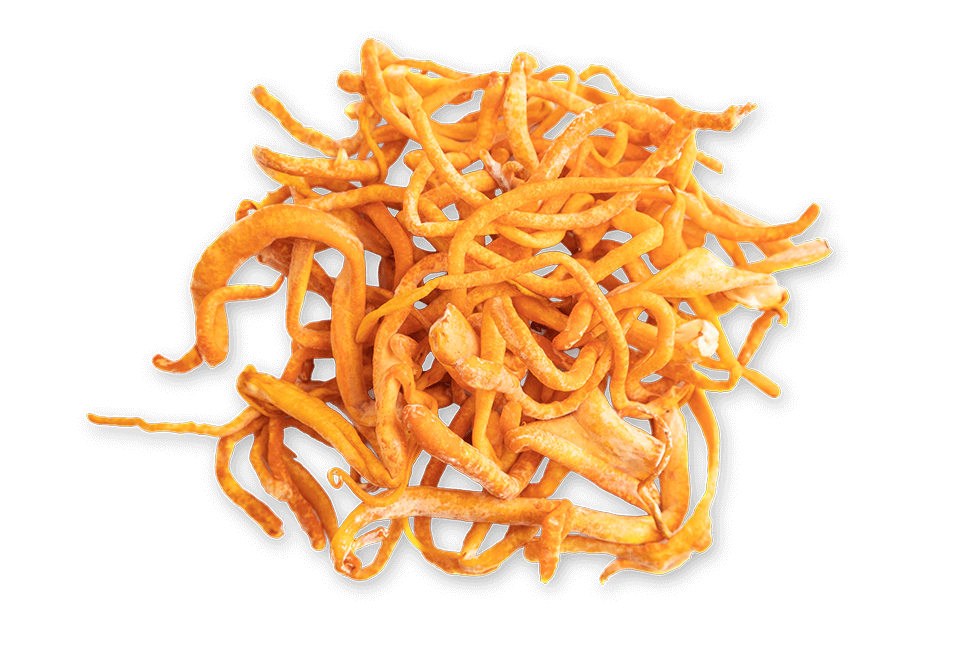Image of Cordyceps