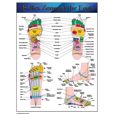 Art: Reflexology Chart - Reflex Zones of the Foot