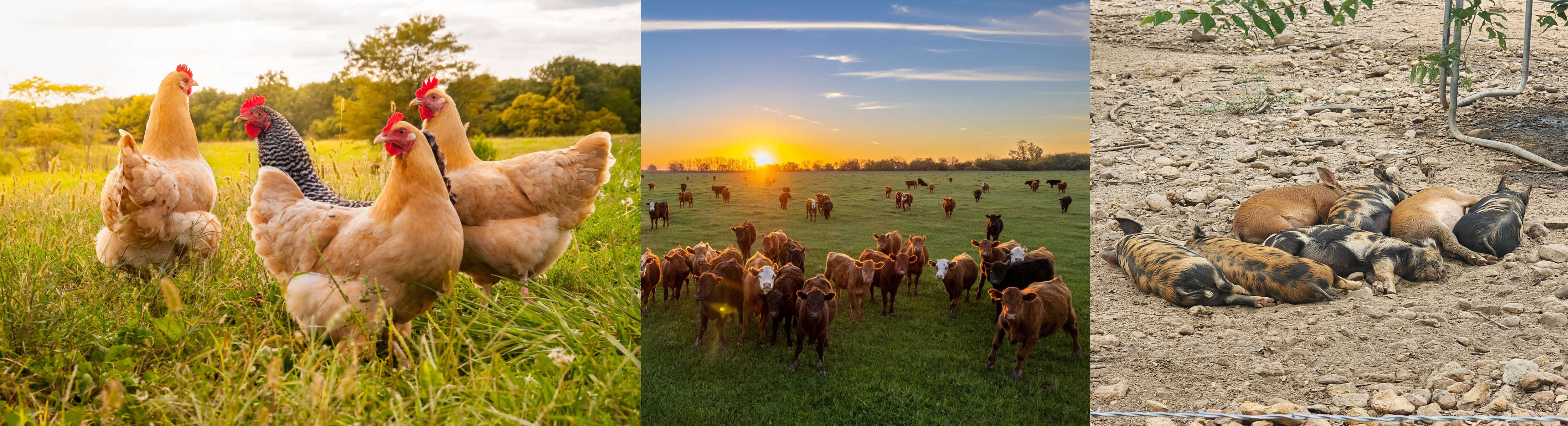 Picture of Animal, Chicken, Poultry, Cow, Field, Grassland, Nature, Outdoors, Pig, Hen